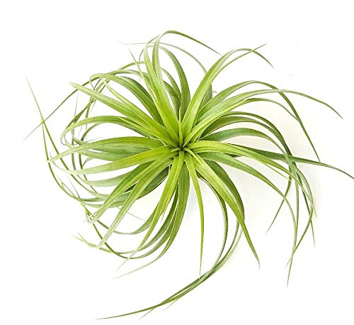 The Drunken Gnome AIR PLANTS - BRACHYCAULOS MULTIFLORA - 3 PACK - air purifying flowering tillandsia - //coolthings.us