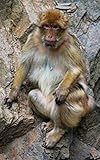 Notebook: Monkey macaque barbary Gibraltar primate mammal ape primate new world monkey old by Wild Pages Press