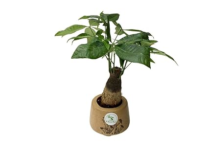 Perfect Gift With Handwritten Gift Card The Bonsai Plants - perfect gift with handwritten gift card the bonsai plants pachira single trunk money tr!   ee plant good