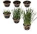 Easy Cat Grass Kit (3 Pack) Just Add Water. Includes Certified Organic Non GMO Wheatgrass Seed, Fiber Soil, Cups Chalkboard Labels. Your Pets Will Love This