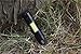 Tactical Led Flashlight - High Lumens EDC Flash Light with COB Light (Extra Large)