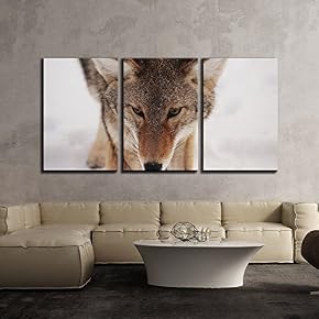 a Wolf Walking in The Snow x3 Panels