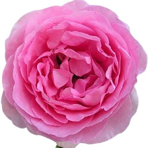 mum in a million standard rose