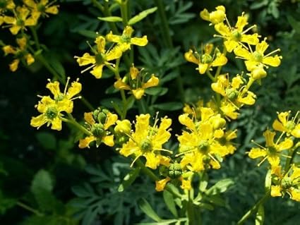 Amazon Com 50 Yellow Rue Herb Of Grace Common Rue Ruta Graveolens Herb Flower Seeds Toys Games