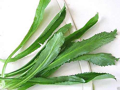 100 Seeds Culantro Seeds, Recao, A. K. A; Vietnamese Coriander, Thai Parsley, Ngo Gai, Shadon Beni
