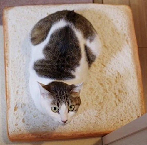 cat eating bread