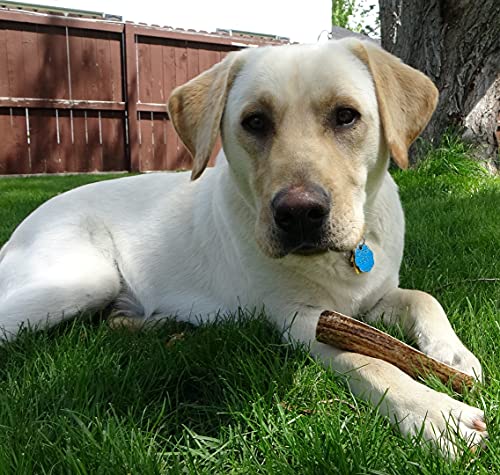 elkhorn premium chews