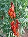 TOMATO, SAN MARZANO, HEIRLOOM, ORGANIC, 20+ SEEDS, TOMATO SEEDS, CLASSIC TOMATO