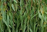 1/2 oz. EUCALYPTUS~HeRb~Healing & Protection