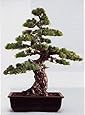 Wacholder bonsai Wacholder bonsai