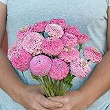 David's Garden Seeds Flower Zinnia Oklahoma Pink