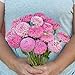 David's Garden Seeds Flower Zinnia Oklahoma Pink SL1684 (Pink) 100 Non-GMO, Open Pollinated Seeds