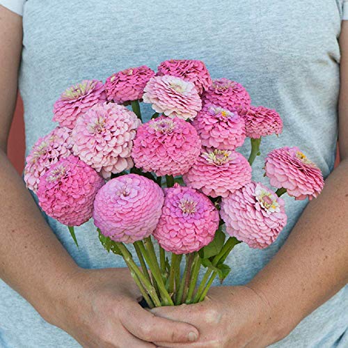 David's Garden Seeds Flower Zinnia Oklahoma Pink SL1684 (Pink) 100 Non-GMO, Open Pollinated Seeds David's Garden Seeds Flower Zinnia Oklahoma Pink SL1684 (Pink) 100 Non-GMO, Open Pollinated Seeds