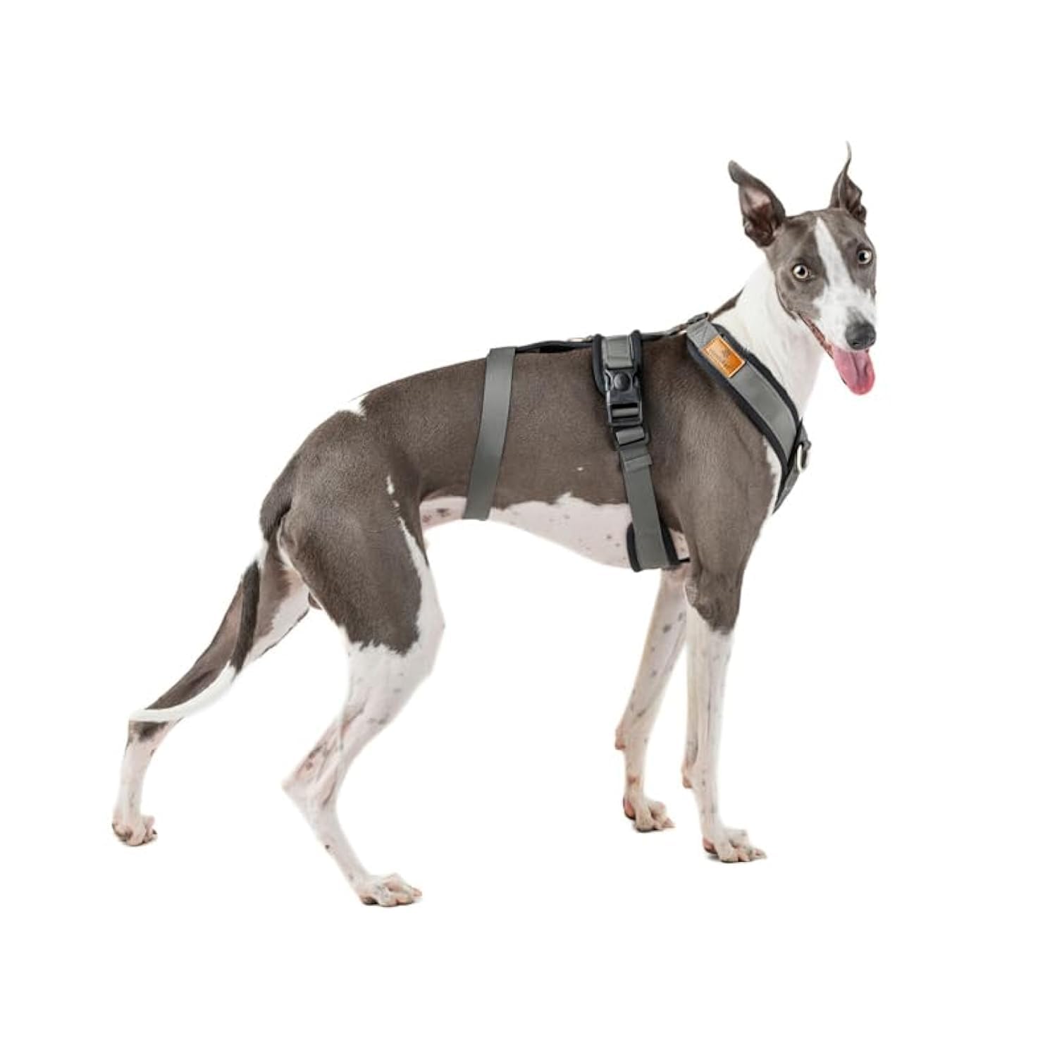 3 Point Harness Anti Pull Ideal for Libreles: Italian Greyhound Whippet Greyhound Podenco - Safe, Breathable and Durable Perfect for Hiking, Training and Running, Charcoal M — image 1