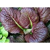 2000 Japanese Red Giant Mustard Seeds for Planting Heirloom Non GMO 4+ Grams Garden Vegetable Bulk Survival Microgreems Mustard Sprouts