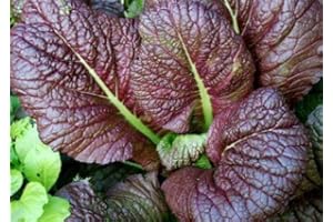 GENERIC 2000 Japanese Red Giant Mustard Seeds for Planting Heirloom Non GMO 4+ Grams Garden Vegetable Bulk Survival Microgreems Mustard Sprouts