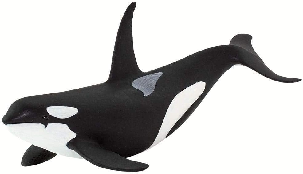 safari ltd killer whale