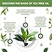 Keeva Organics Acne Treatment Cream With Secret TEA TREE OIL Formula - Perfect For Acne Scar Removal, Fighting Breakouts, Spots, Cystic Acne - See Results in Days Without Dry Skin (6oz)
