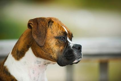 boxer dog cross