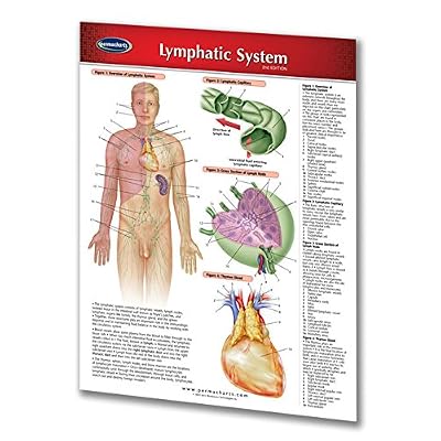 Lymphatic System Chinese Chart.pdf Laminated Medical Quick Reference Guide for the Australia | Ubuy