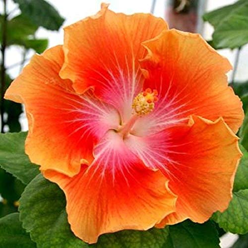 Agrobits 10 Rare Jaune Orange Hibiscus Graines Plante Vivace