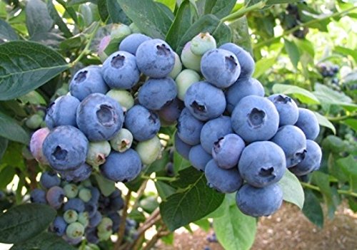Jaysseeds™ Organic Highbush Blueberry Certified 100+ Seeds Item Upc#637632549142