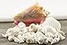 White Decorative Sea Shell Mix with Conch Shell | 6-8