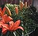 Luster Leaf (973) 20” Round Grow Through Grid w/ 30” legs