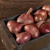 David's Garden Seeds Shallot Matador 50