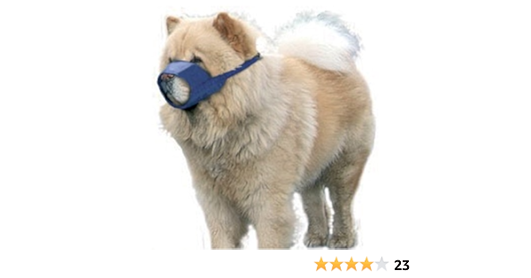 chow chow muzzle