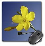 3D Rose"Yellow JessamineCarolina Jasmine Evening