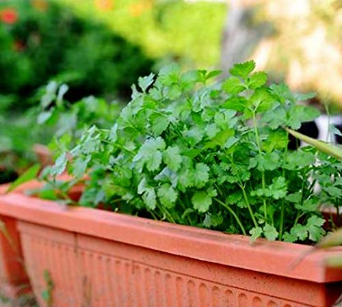 Coriander Seeds Cilantro Chinese Parsley up to 500 Seeds - Thumbnail 3