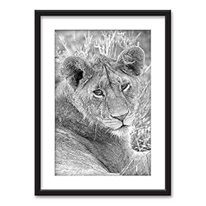 Framed Wall Art - Female Lion in Black White - Black Picture Frames White Matting - 23x31 inches
