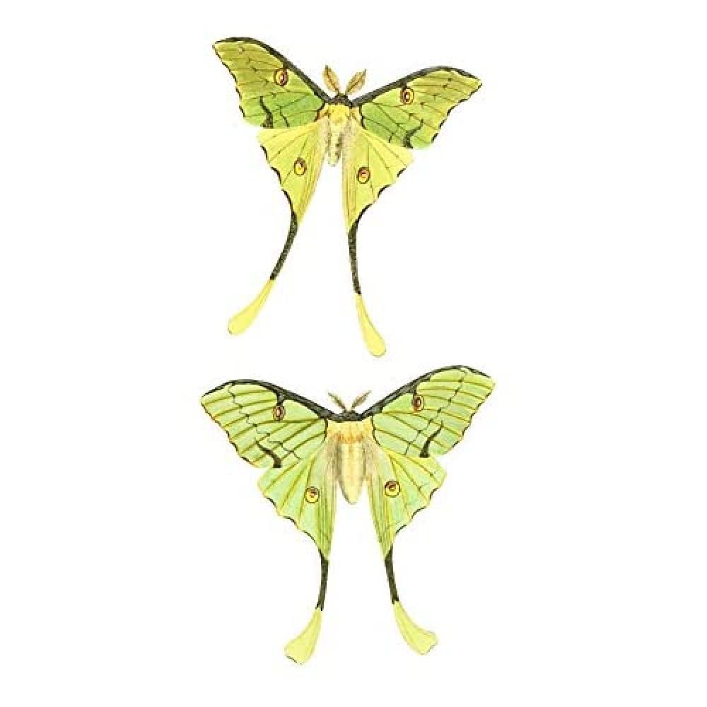 Wee Blue Coo Moths Green Illustration Art Print Canvas Premium Wall Decor Poster