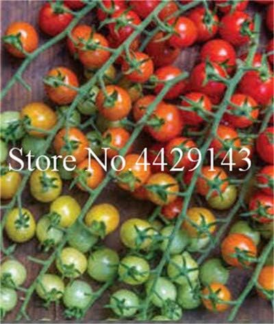Pinkdose Leche Tomate Rojo Bonsai, Tomate Cherry Planta orgánica ...