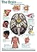 Brain Anatomical Chart