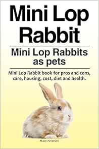 mini lop bunny price