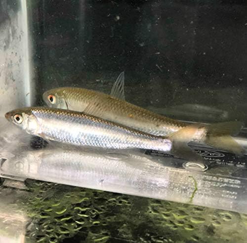 Amazon 淡水魚 オイカワ L 8ｃｍ 1匹 生体 川村淡水魚販売 観賞魚 水中生物 通販