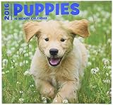 2016 Puppies 16 Month Wall Calendar