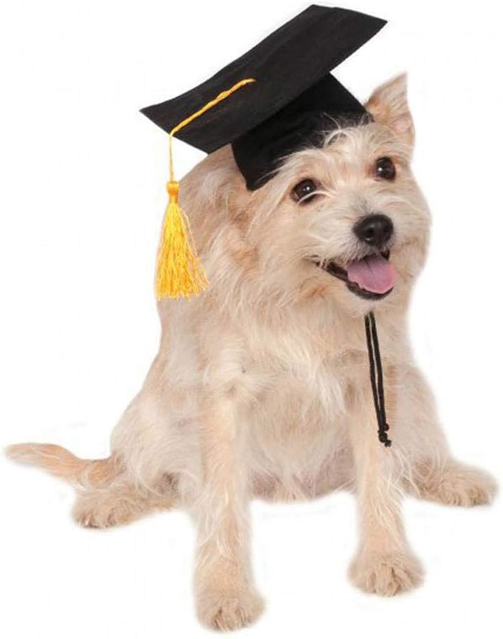 puppy graduation hat