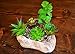 Provident Standard Bulk 20 Artificial Fake Succulent Plants for Home Decor Walls, Centerpieces, Garden, Arrangements||