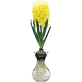 Yellow Queen Hyacinth Bulb and Glass Vase for Forcing
