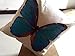 Doliving Farmhouse Butterfly Pillow Cover 18 x 18 Blue Butterfly Theme Decoration Throw Pillow for Couch Bedroom