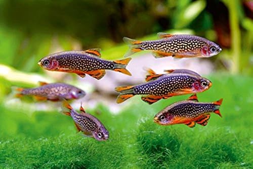 Best freshwater fish to keep