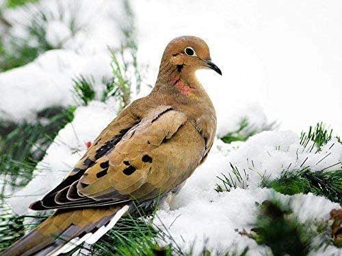 Amazon Com Mourning Dove Winter Bird Art Wall Decor Fine Art Photography Nature Pictures Wildlife Photo Prints Christmas Gifts Handmade