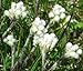 150 PUSSYTOES (Womans Tobacco) Antennaria Plantaginifolia Flower Seeds