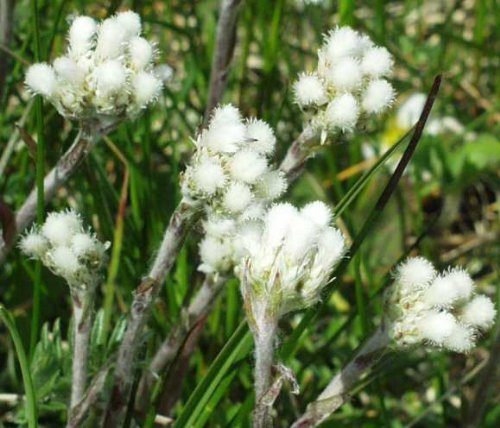 150 PUSSYTOES (Womans Tobacco) Antennaria Plantaginifolia Flower Seeds 150 PUSSYTOES (Womans Tobacco) Antennaria Plantaginifolia Flower Seeds