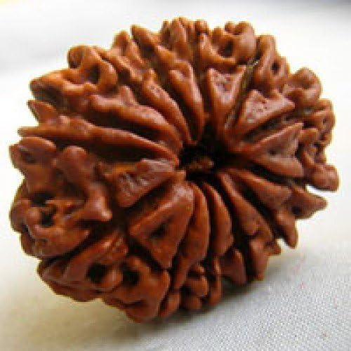 vastu astro shop 13 Mukhi Rudraksha