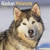 ALASKAN MALAMUTE 2016 Wall Calendar (Square Stapled) by Avonside Publishing (2015-07-07) by