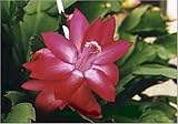 Two Red Christmas Cactus Plant - Zygocactus - 4